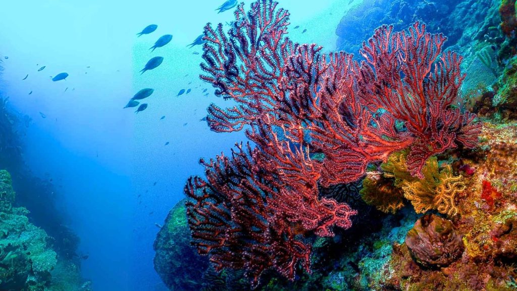 Underwater Saint Lucia pink corals - Marine Health Alliance