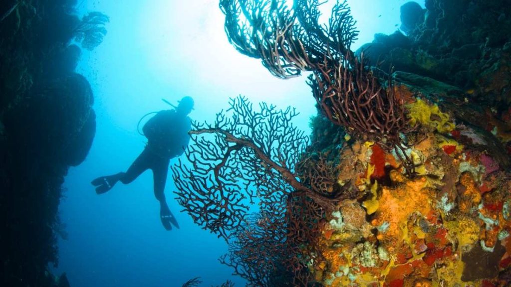 Underwater Saint Lucia scuba divers - Marine Health Alliance