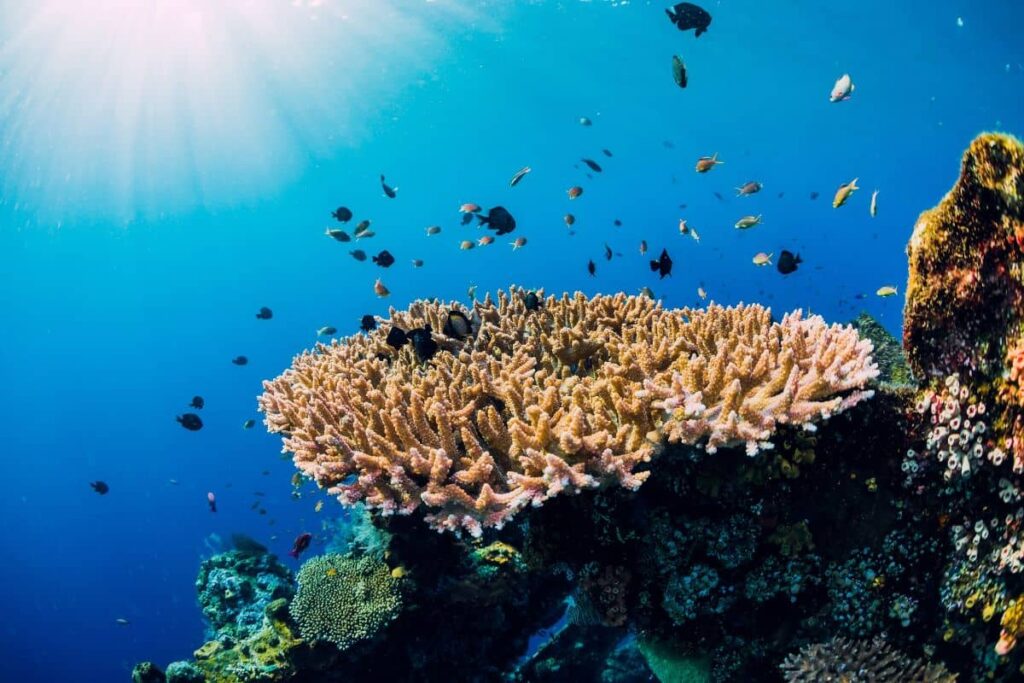 Underwater ocean life with corals and tropical fish for Marine Health Alliance